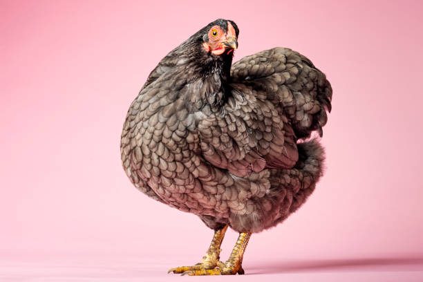 istock Blue Wyandotte Chicken 1140332952