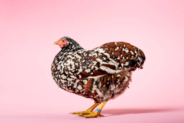 istock Brown Mottled Wyandotte Hen 1140332991