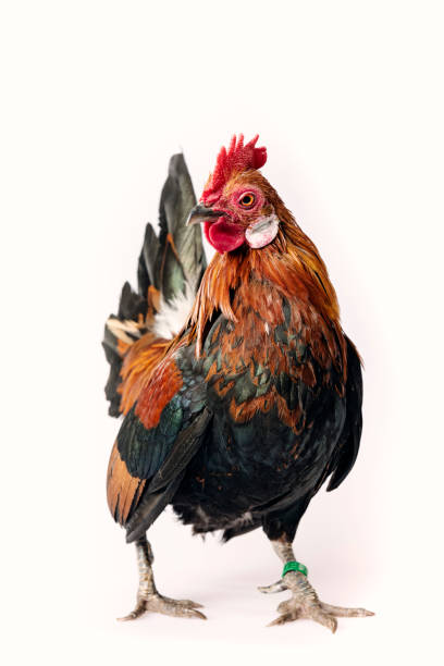 istock Dutch Bantam Chicken showing off 1140333175