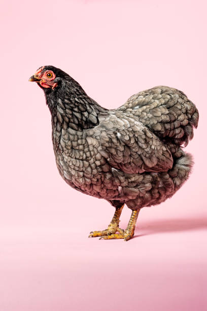 istock Blue Wyandotte Chicken 1140333187