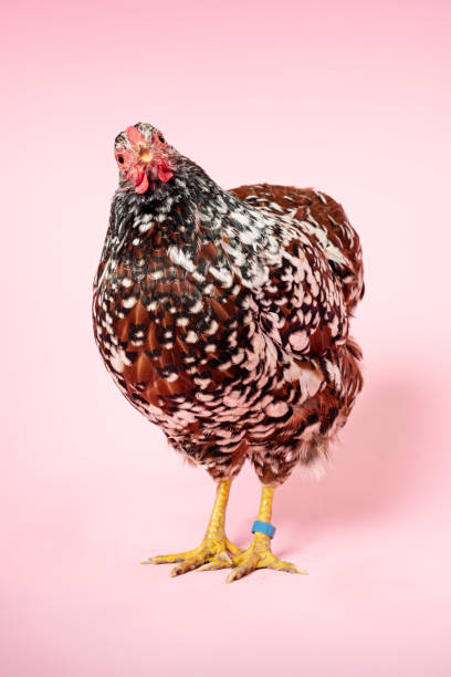 istock Brown Mottled Wyandotte Hen 1140333213