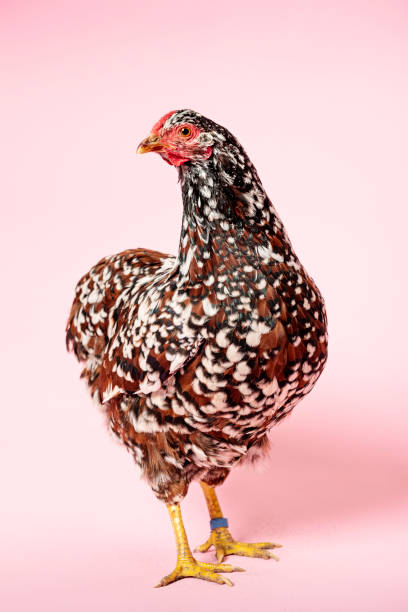 istock Brown Mottled Wyandotte Hen 1140333236
