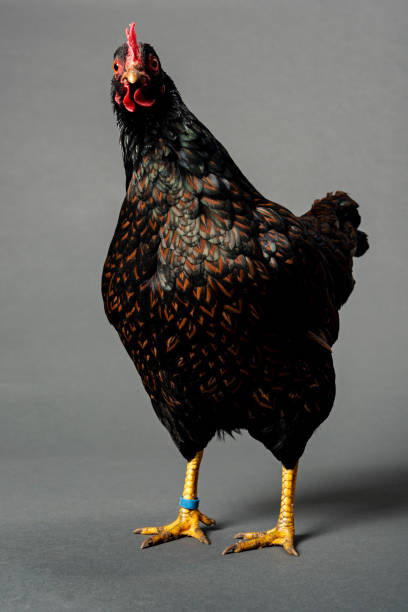 istock Barnevelder Chicken 1140333306