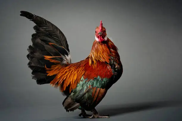 Photo of Dutch Bantam Chicken showing off