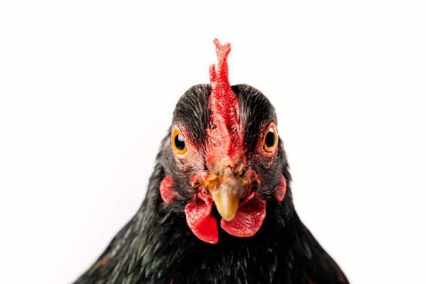 istock Barnevelder Chicken 1140333337