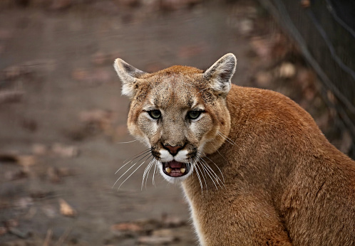 The cougar (Puma concolor), also commonly known by other names including catamount, mountain lion, panther and puma is American native animal.