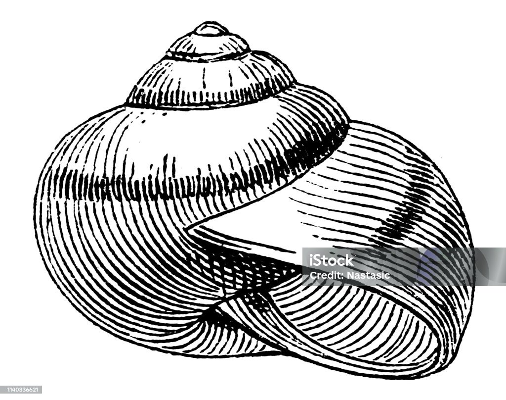 Cepaea Shell Cepaea Hortensis Shell Stock Illustration - Download Image Now - Animal ...