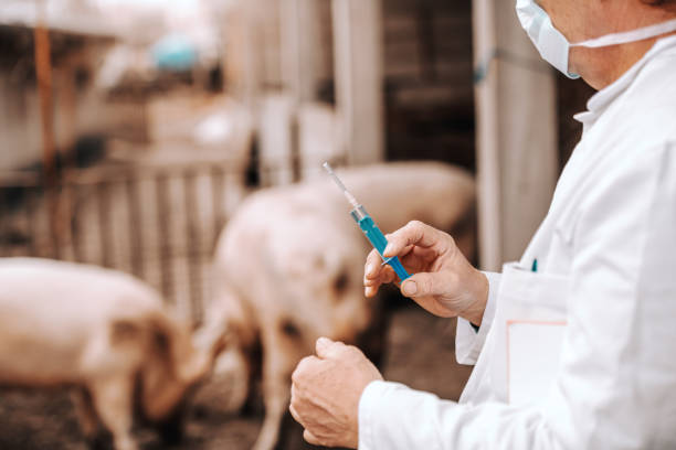 istock Veterinarian in white coat and protective mask on holding clipboard under armpit and preparing to give injection to pig. 1140337293