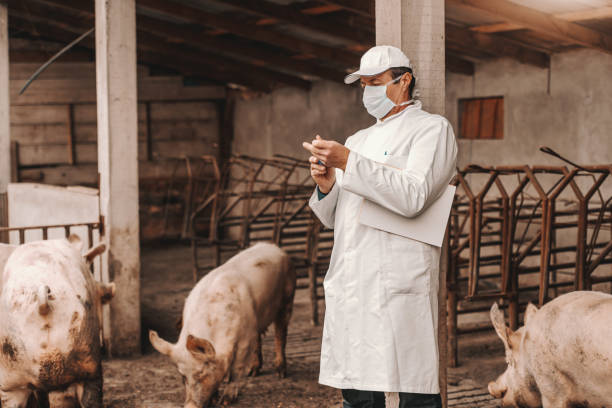 experienced senior veterinarian in white uniform, hat and mask on face holding clipboard under armpit and closing up syringe while standing in cote surrounded by pigs. - flu virus cold and flu swine flu epidemic imagens e fotografias de stock