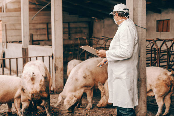 istock Veterinarian in white coat, hat and protective mask on face holding clipboard and checking on pigs while standing in cote. 1140337541