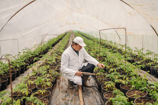 istock Agronomist in white uniform holding clipboard and checking on tomato while crouching in nursery garden. 1140338752