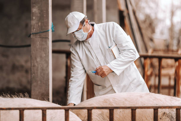 senior veterinarian in white coat, hat and with protective mask on face holding clipboard under the armpit and preparing to give injection to a pig while standing in a cote. - flu virus cold and flu swine flu epidemic imagens e fotografias de stock