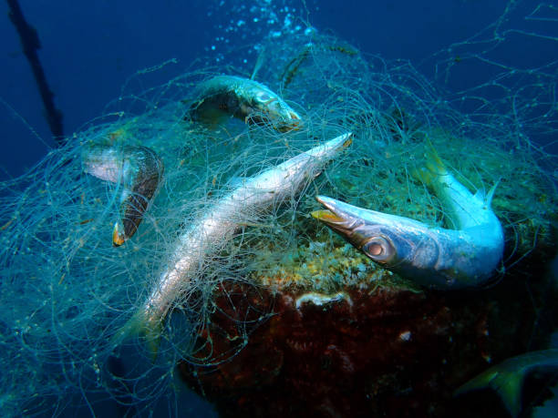 Ghost nets are commercial fishing nets that have been lost, abandoned, or discarded at sea. Every year they are responsible for trapping and killing millions of marine animals in the ocean. Ghost nets are fishing nets that have been left or lost in the ocean by fishermen. These nets, often nearly invisible in the dim light, can be left tangled on a rocky reef or drifting in the open sea. plastic marine life stock pictures, royalty-free photos & images