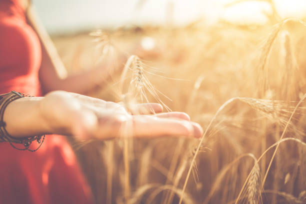 istock A young woman holds wheat in her hand. 1140340644