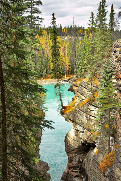 istock Fur-trees grow on rocks 1140341060