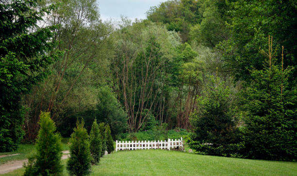 Mowed front or back yard.
