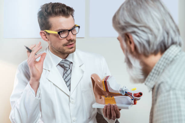 Doctor consultating patient about deafness Doctor showing to senior patient a model of the human ear. Deafness treatment concept. audiologist stock pictures, royalty-free photos & images