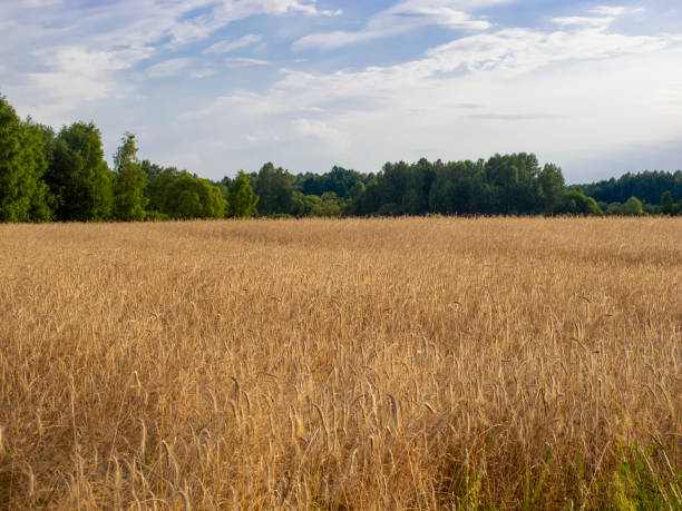 istock field covered with wheat, a beautiful summer landscape 1140346774