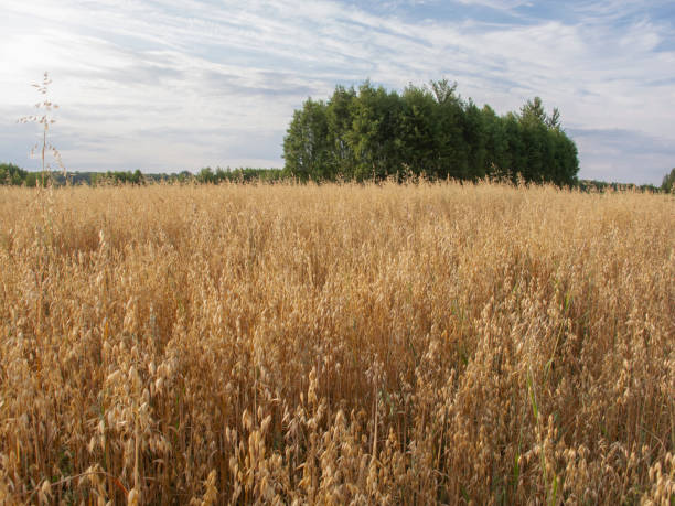 istock field covered with wheat, a beautiful summer landscape 1140348182