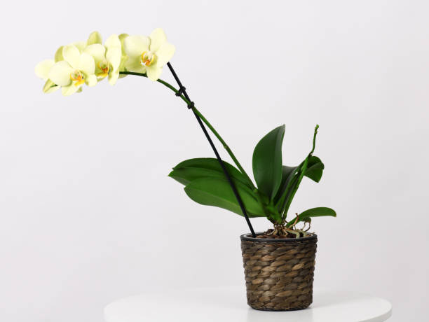 istock beautiful yellow orchid 1140348267
