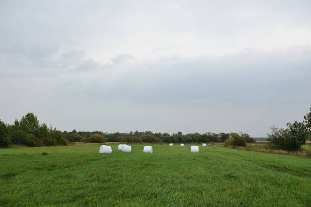 istock Hay rolls on the green field. 1140348444