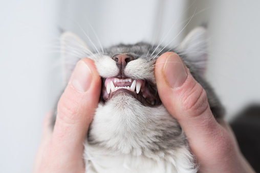 dientes de gato joven photo