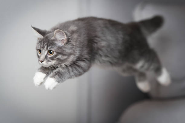 jumping cat blue tabby maine coon kitten jumping over the couch longhair cat photos stock pictures, royalty-free photos & images