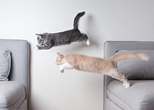 side view of two maine coon kittens jumping from one sofa to another in front of white wall