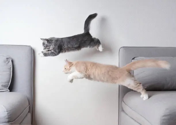 side view of two maine coon kittens jumping from one sofa to another in front of white wall