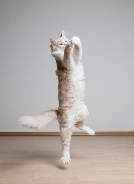 jumping cat cream colored maine coon cat jumping up in the air to catch something cat jumping stock pictures, royalty-free photos & images