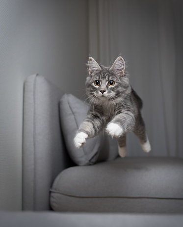 blue tabby maine coon kitten jumping over the gray couch in front of white wall and curtains
