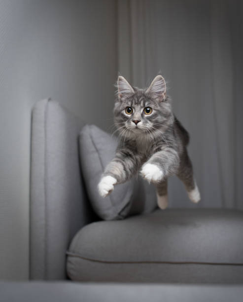 jumping cat blue tabby maine coon kitten jumping over the gray couch in front of white wall and curtains cat jumping stock pictures, royalty-free photos & images