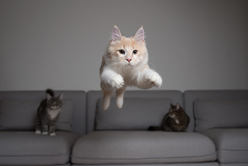 front view of a cream colored maine coon cat jumping over the couch in front of two other cats