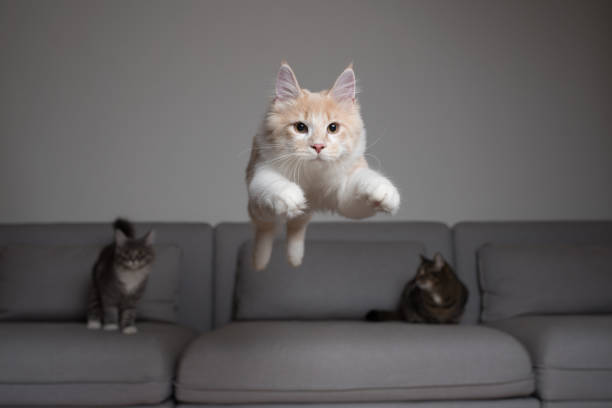 jumping cat front view of a cream colored maine coon cat jumping over the couch in front of two other cats cat jumping stock pictures, royalty-free photos & images