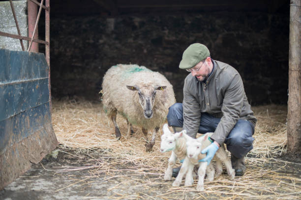 Farmer during lambing season, Galway, Ireland. stock photo