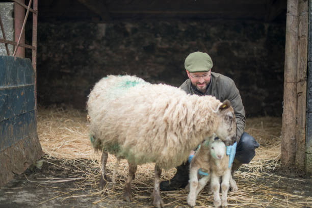 istock Farmer during lambing season, Galway, Ireland. 1140350582