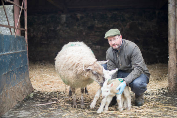 istock Farmer during lambing season, Galway, Ireland. 1140350599