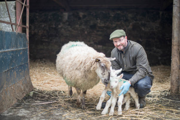 istock Farmer during lambing season, Galway, Ireland. 1140350655