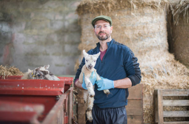istock Farmer during lambing season, Galway, Ireland. 1140351346