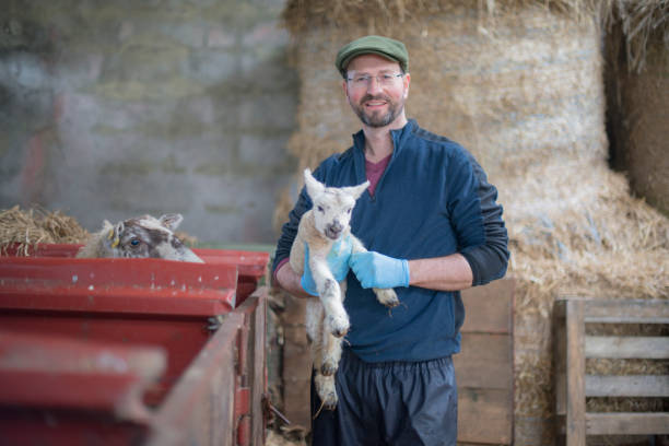 istock Farmer during lambing season, Galway, Ireland. 1140351411