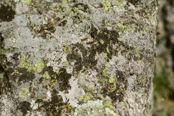 Mossy stone surface as texture and background for design. Closeup view of moss and lichen texture. Organic and natural background.