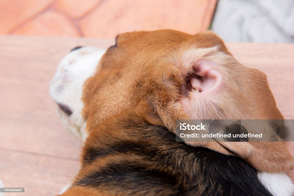 kondensator når som helst Hop ind Öron Inflammation I Beagle Hund-foton och fler bilder på Beagle - Beagle,  Brun - Beskrivande färg, Djur - iStock