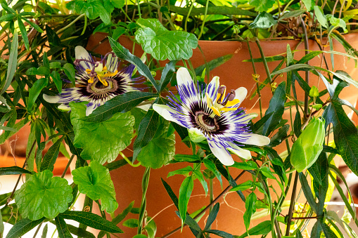 A photo of a blooming passion flower on a potted passiflora plant with many green leaves, an indoors vine