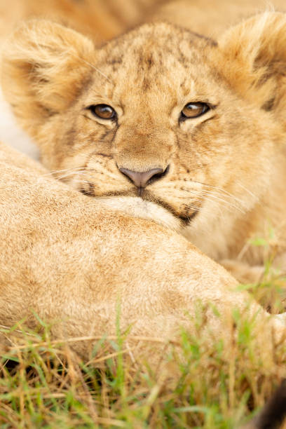 istock Lion cub resting his head on a sibling 1140352472