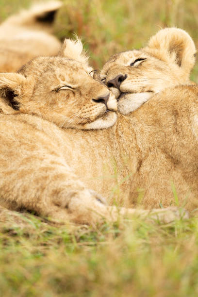 Lion cub nuzzle their heads together