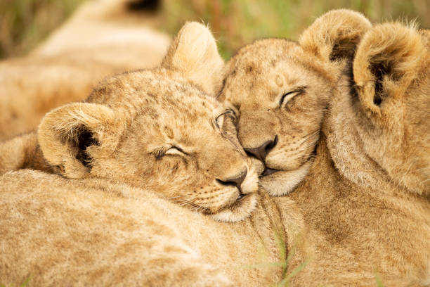Two lions cubs nuzzle heads together Lion cubs nuzzling their heads together on sibling's back, in the Masai Mara National Park, Kenya cub photos stock pictures, royalty-free photos & images