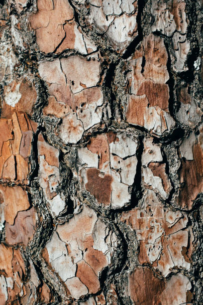 istock Pine tree bark texture and background for design. Organic and natural pattern and texture. Close up view of old and rough pine tree bark. 1140353897