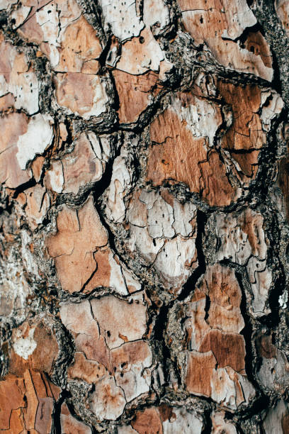 istock Pine tree bark texture and background for design. Organic and natural pattern and texture. Close up view of old and rough pine tree bark. 1140353899