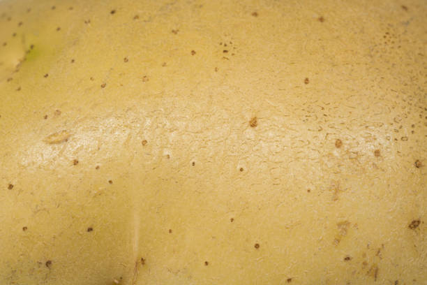 gros plan de la peau de pomme de terre crue - raw potato organic human skin food photos et images de collection