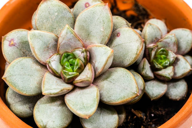 pequeña planta suculenta jugosa - new life growth desert plant fotografías e imágenes de stock